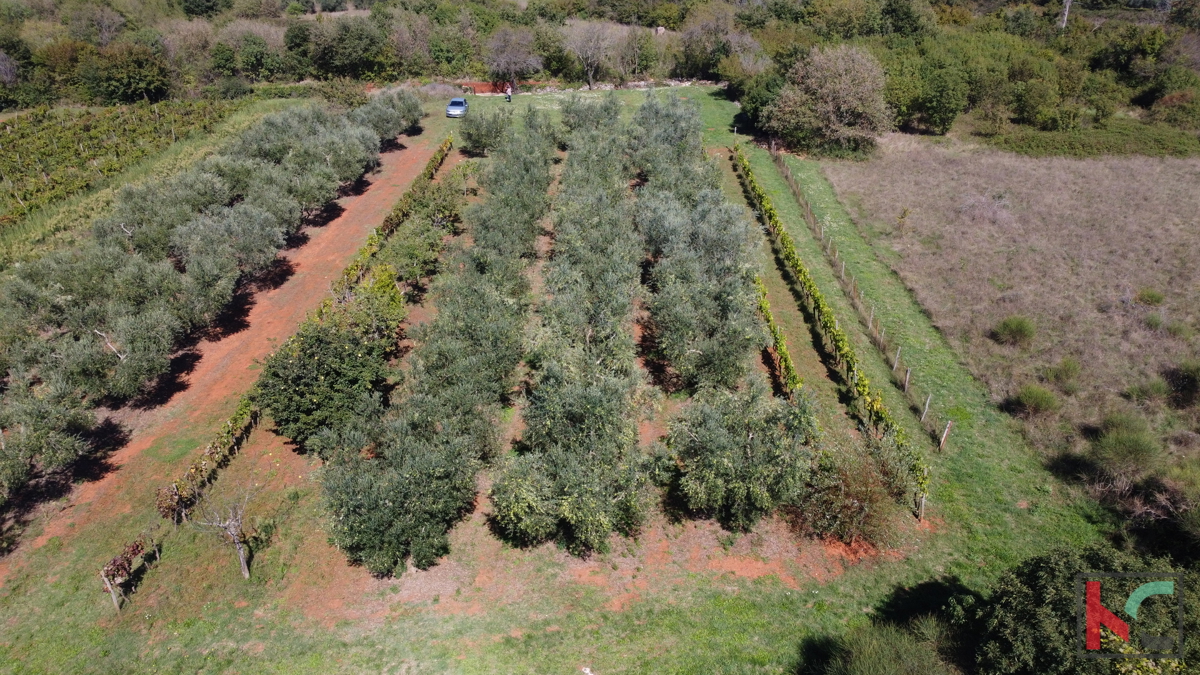 ISTRA, MARČANA, TERRENO 2507M2 COMBINATO EDIFICABILE CON PARTE NON URBANIZZATA, VENDITA