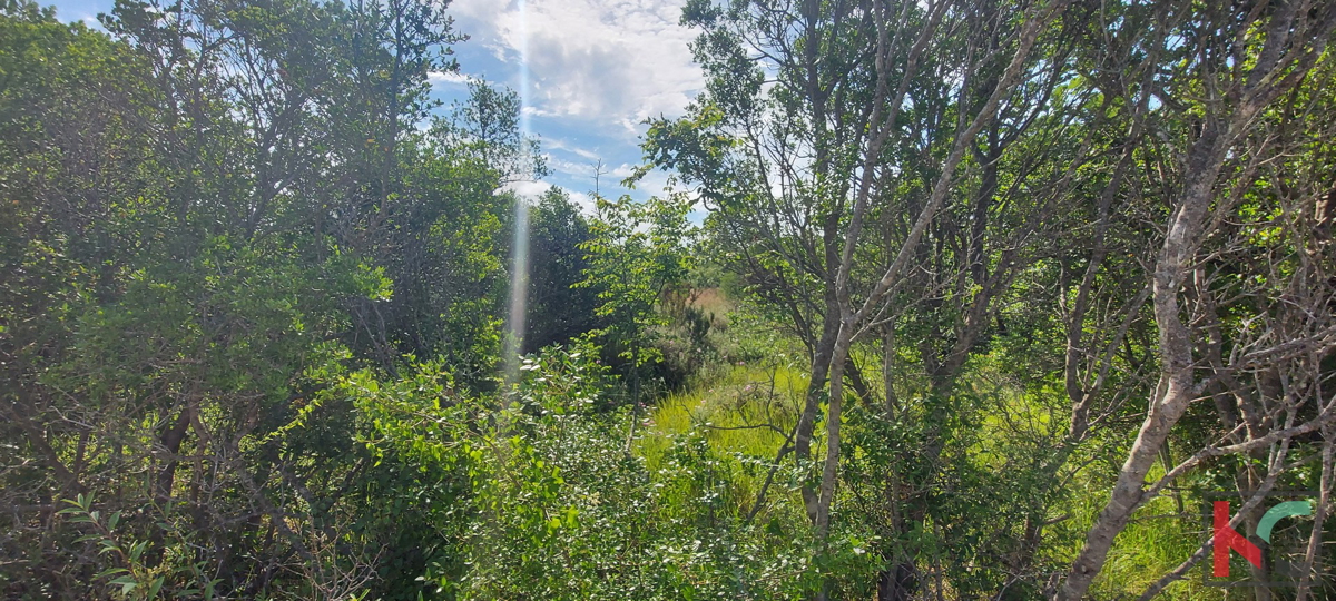 Dignano, terreno agricolo 18357m2