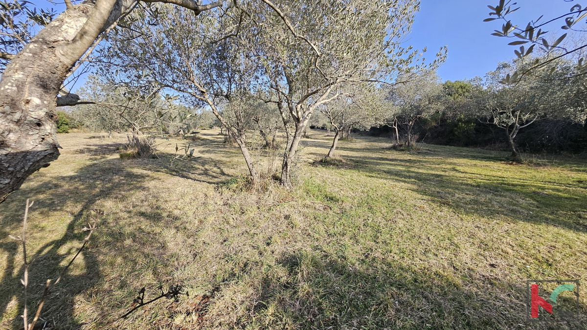 ISTRA - PEROJ, ULIVETO 4274M2, VENDITA ESCLUSIVA