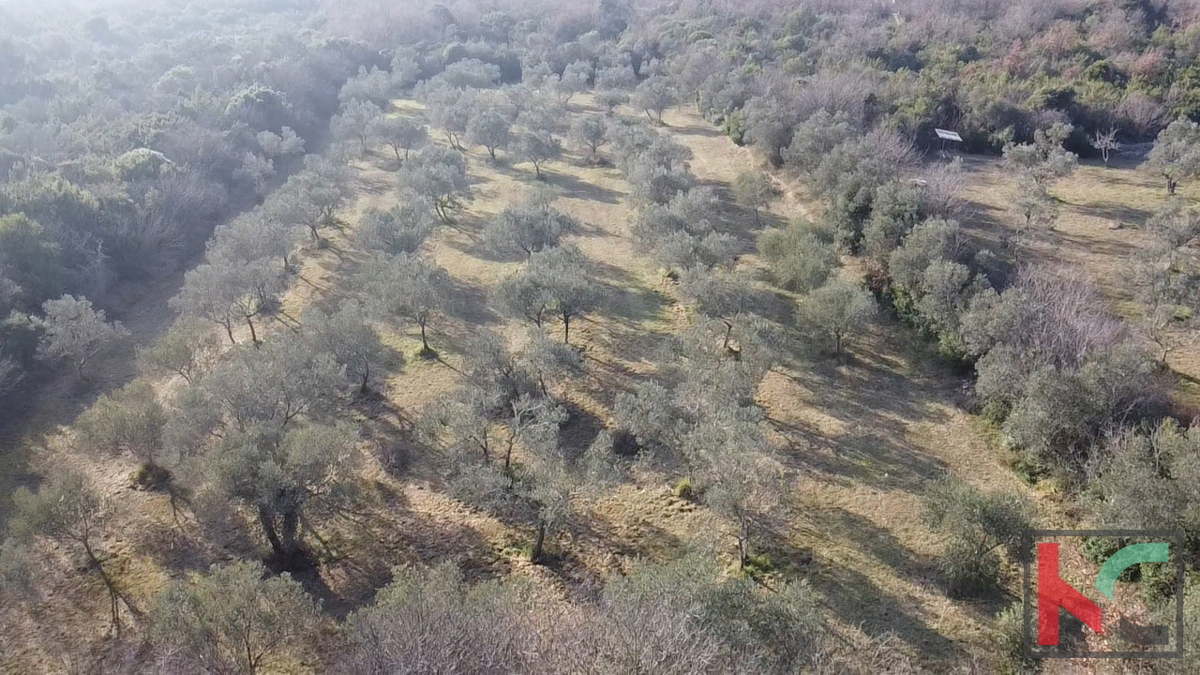 ISTRA - PEROJ, ULIVETO 4274M2, VENDITA ESCLUSIVA