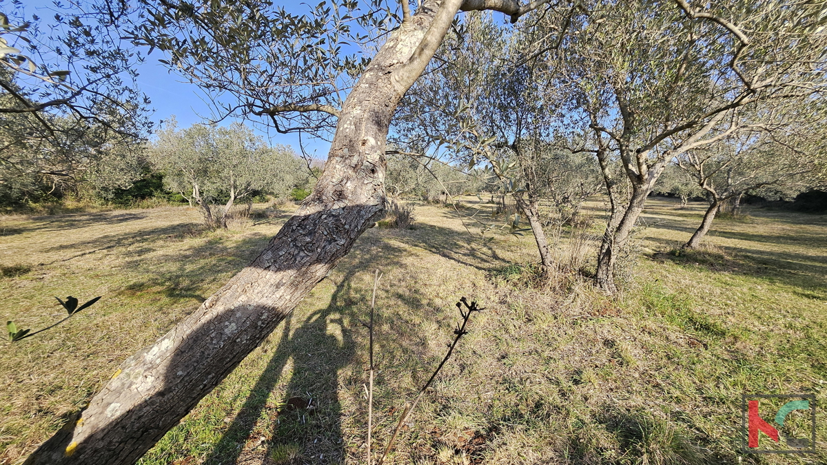 ISTRA - PEROJ, ULIVETO 4274M2, VENDITA ESCLUSIVA