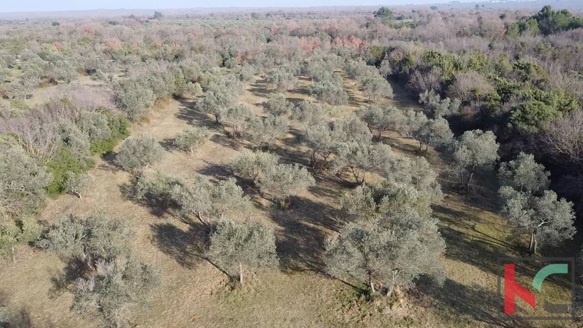 ISTRA - PEROJ, ULIVETO 4274M2, VENDITA ESCLUSIVA