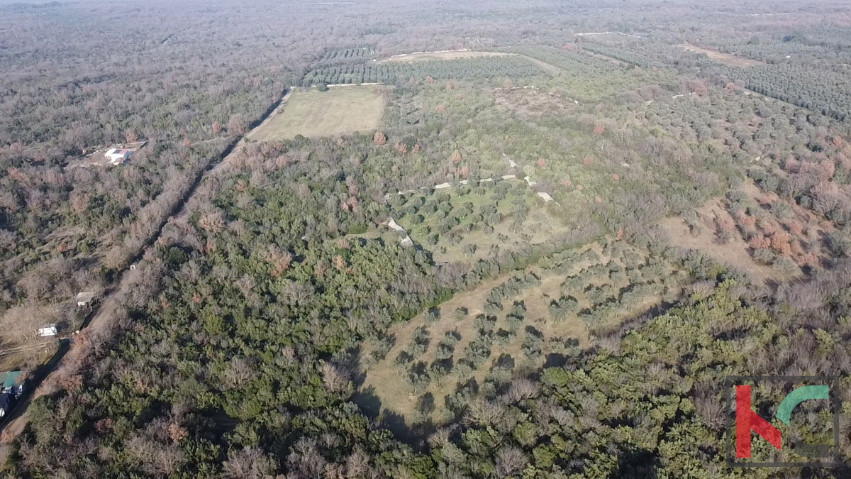 ISTRA - PEROJ, ULIVETO 4274M2, VENDITA ESCLUSIVA