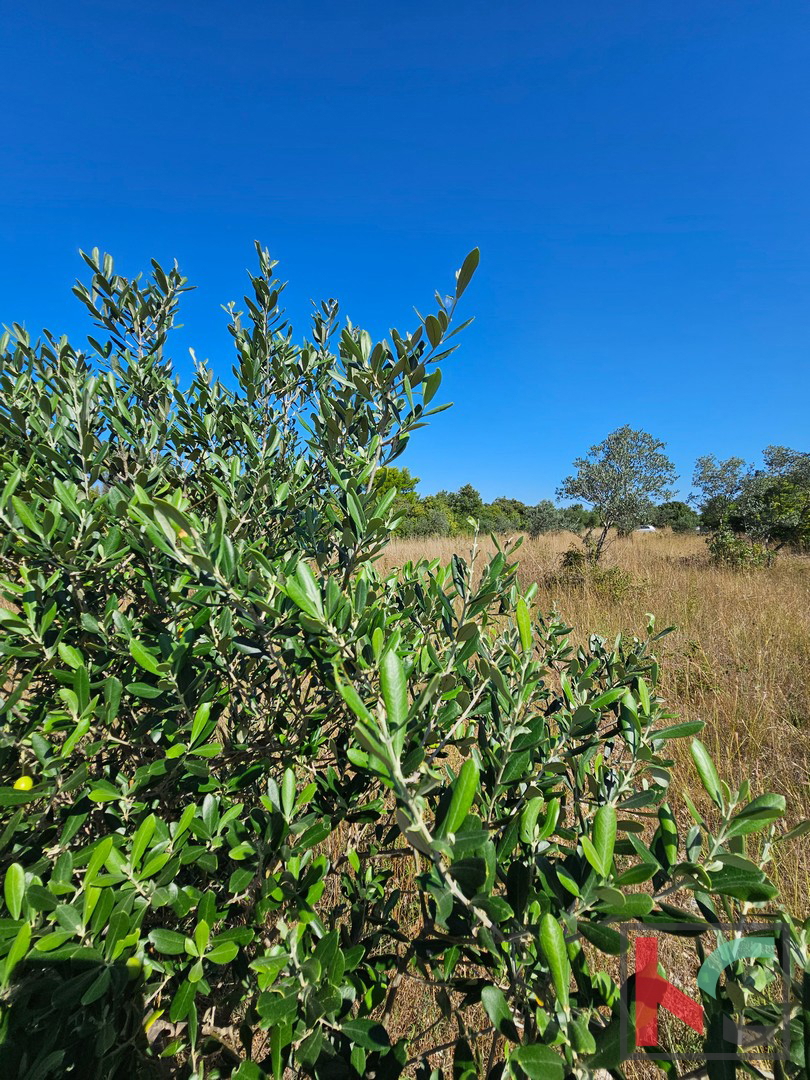 Istria, Fasana, terreno agricolo 2400m2