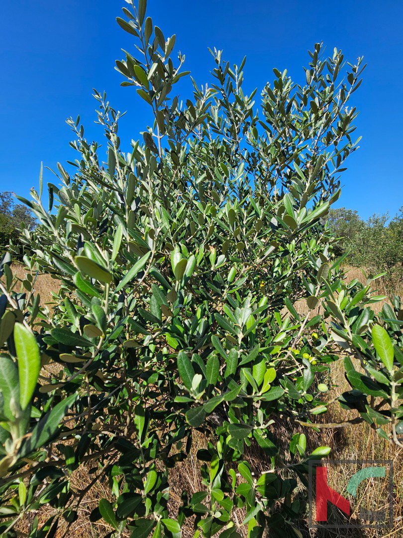 Istria, Fasana, terreno agricolo 2400m2