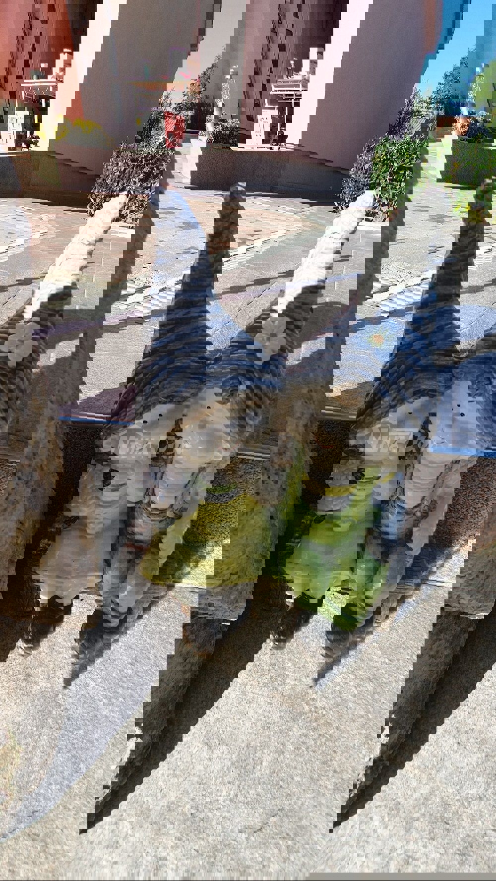 Casa a un piano con galleria, garage e cantina con uno splendido giardino.