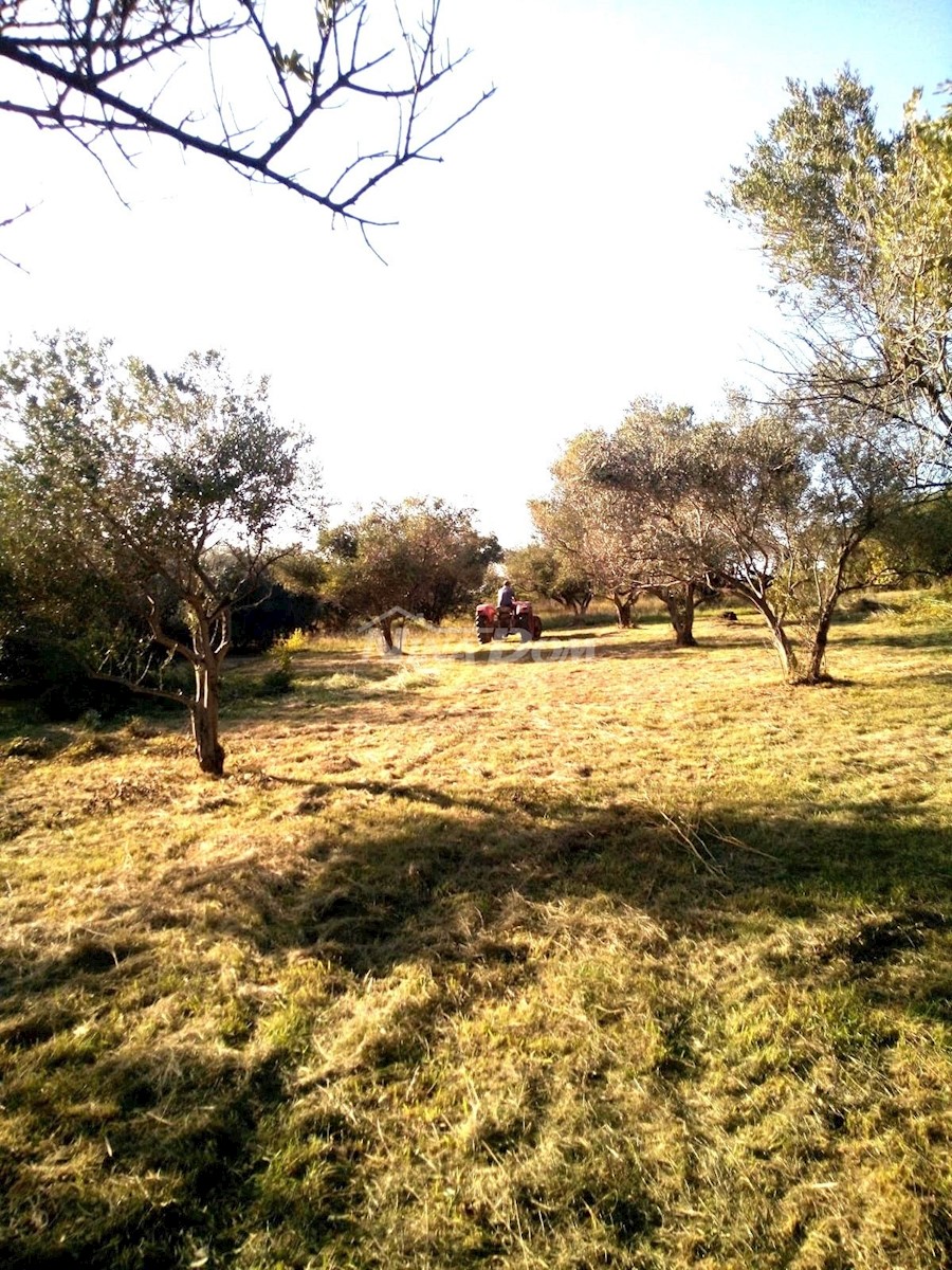 Terreno agricolo con 30 ulivi secolari in vendita