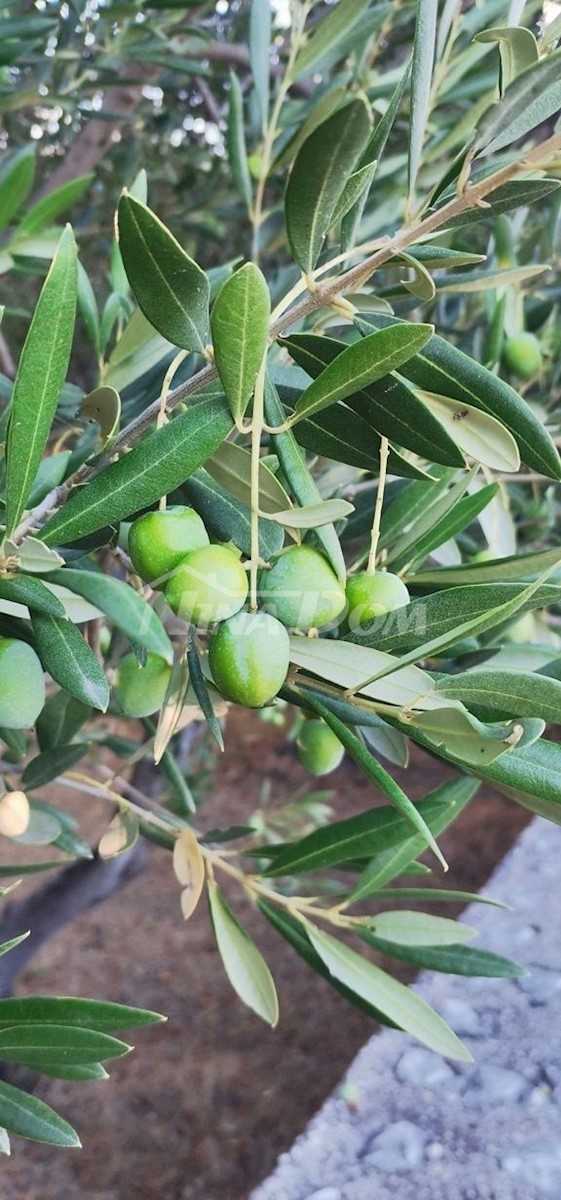 Terreno agricolo con 30 ulivi secolari in vendita