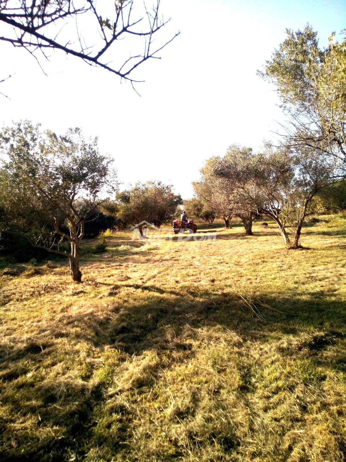 Terreno agricolo con 30 ulivi secolari in vendita