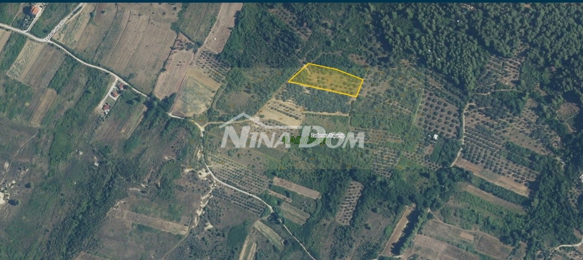 Terreno agricolo con 30 ulivi secolari in vendita