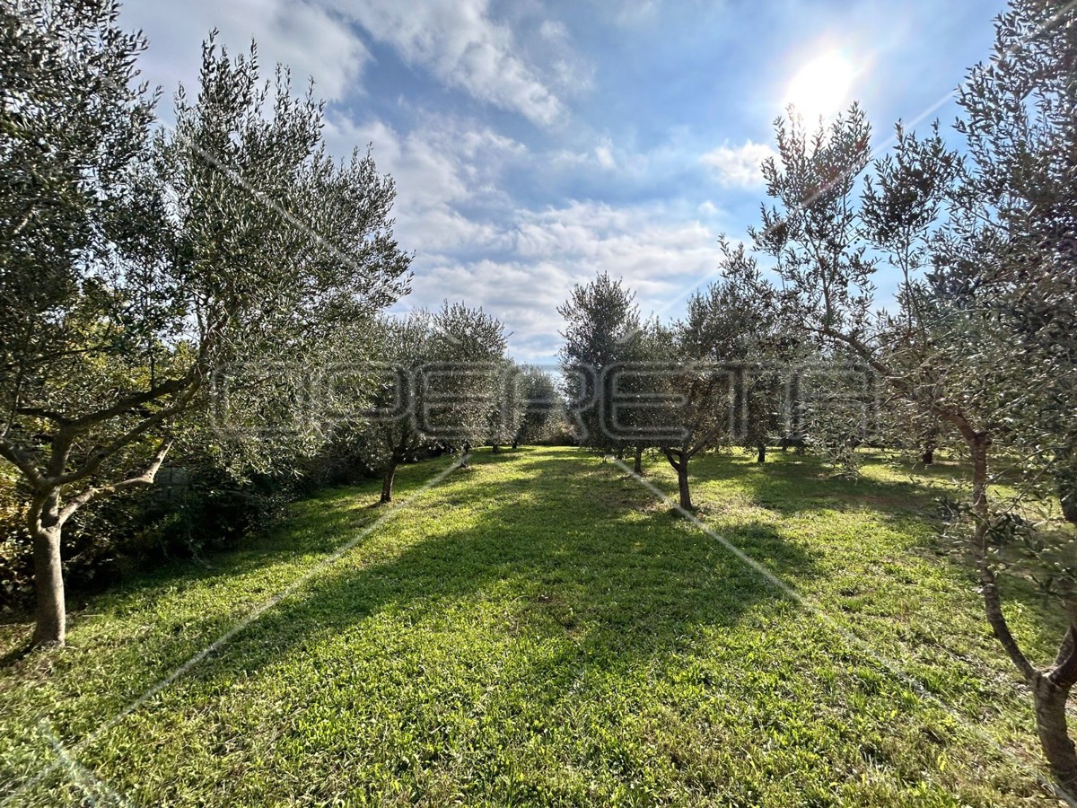 Bellissimo e ben curato uliveto a Medolino di 2039m2