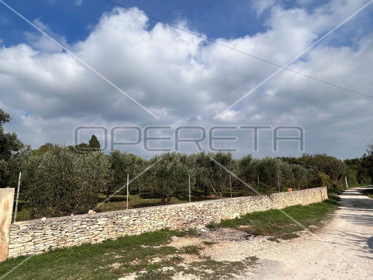 Bellissimo e ben curato uliveto a Medolino di 2039m2