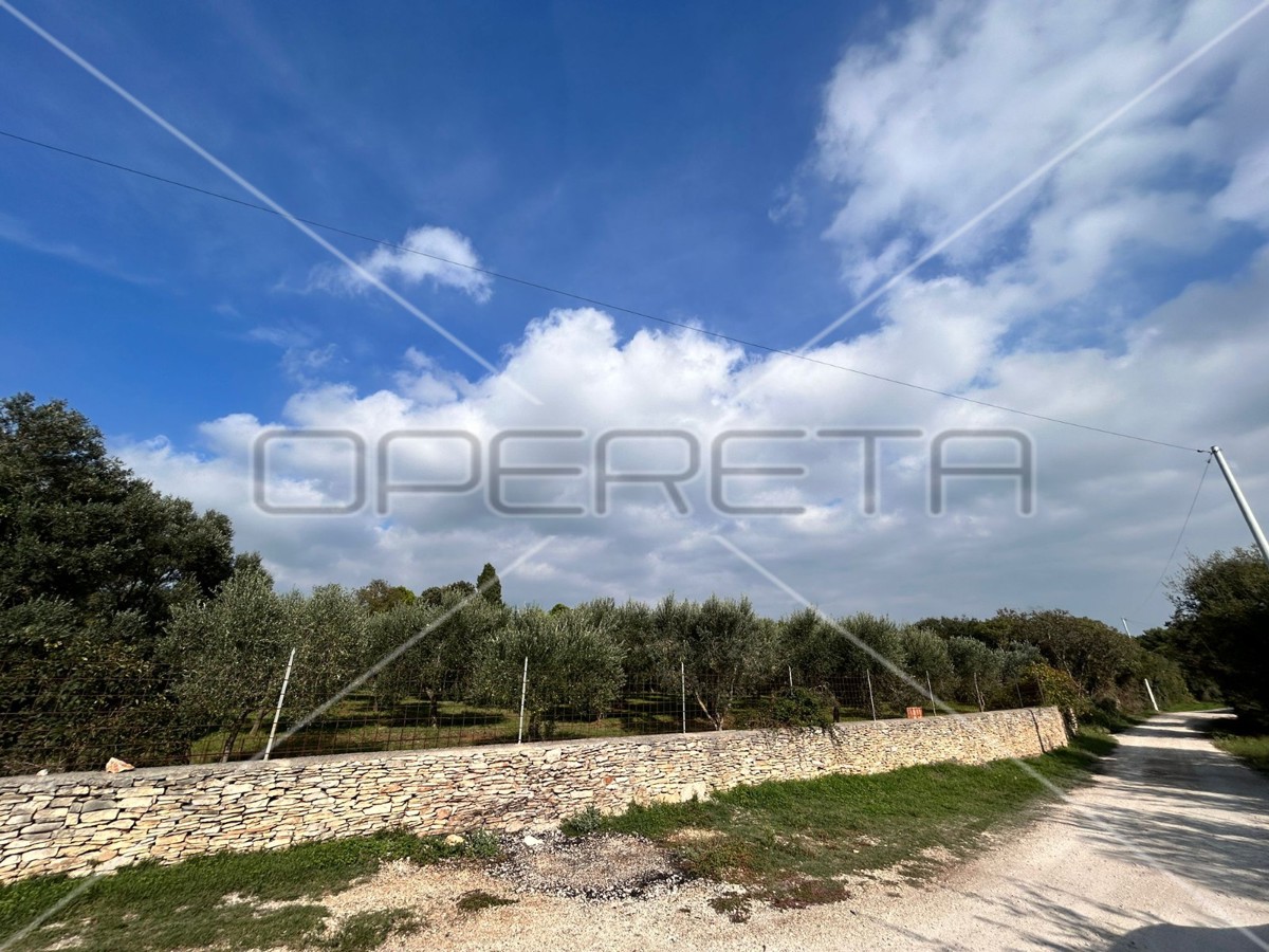 Bellissimo e ben curato uliveto a Medolino di 2039m2