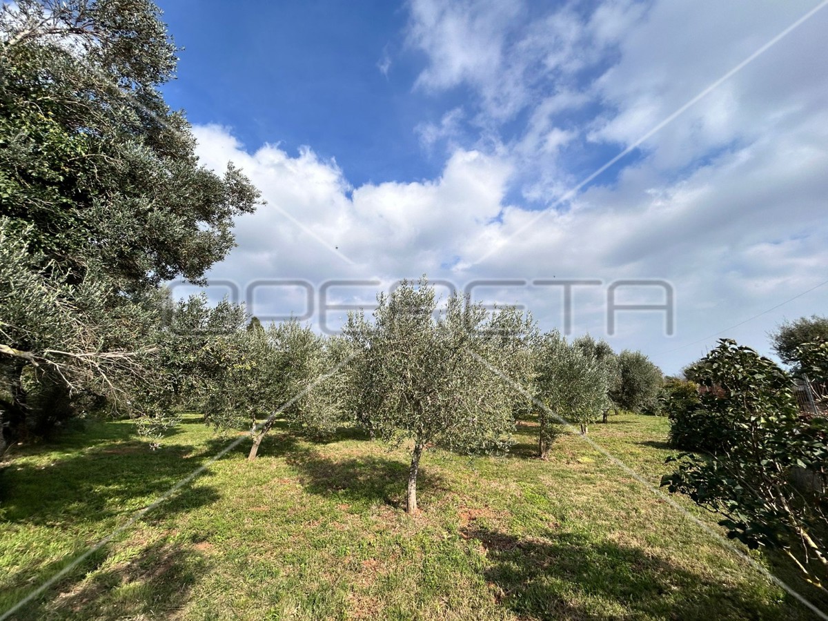 Bellissimo e ben curato uliveto a Medolino di 2039m2