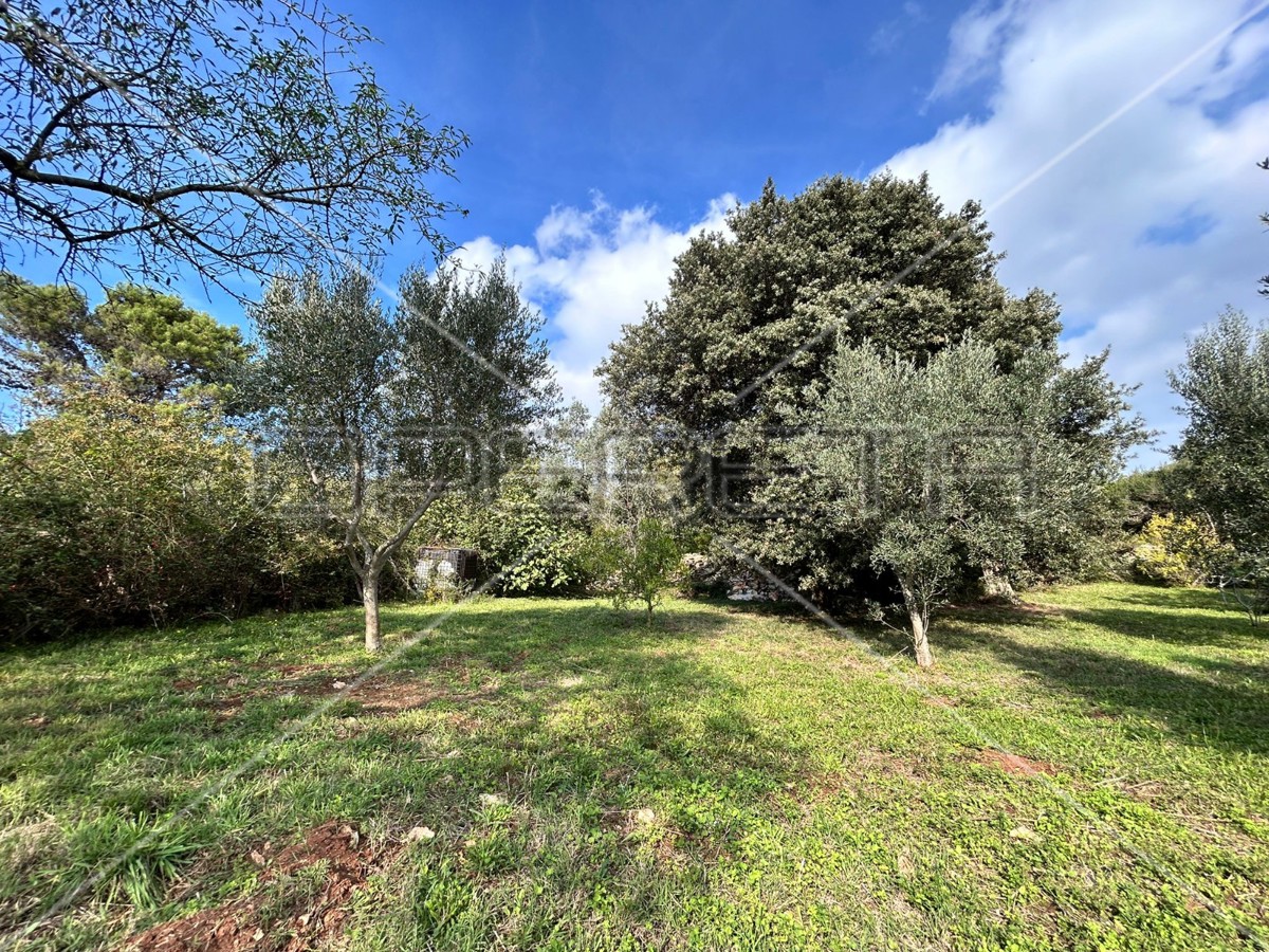 Bellissimo e ben curato uliveto a Medolino di 2039m2