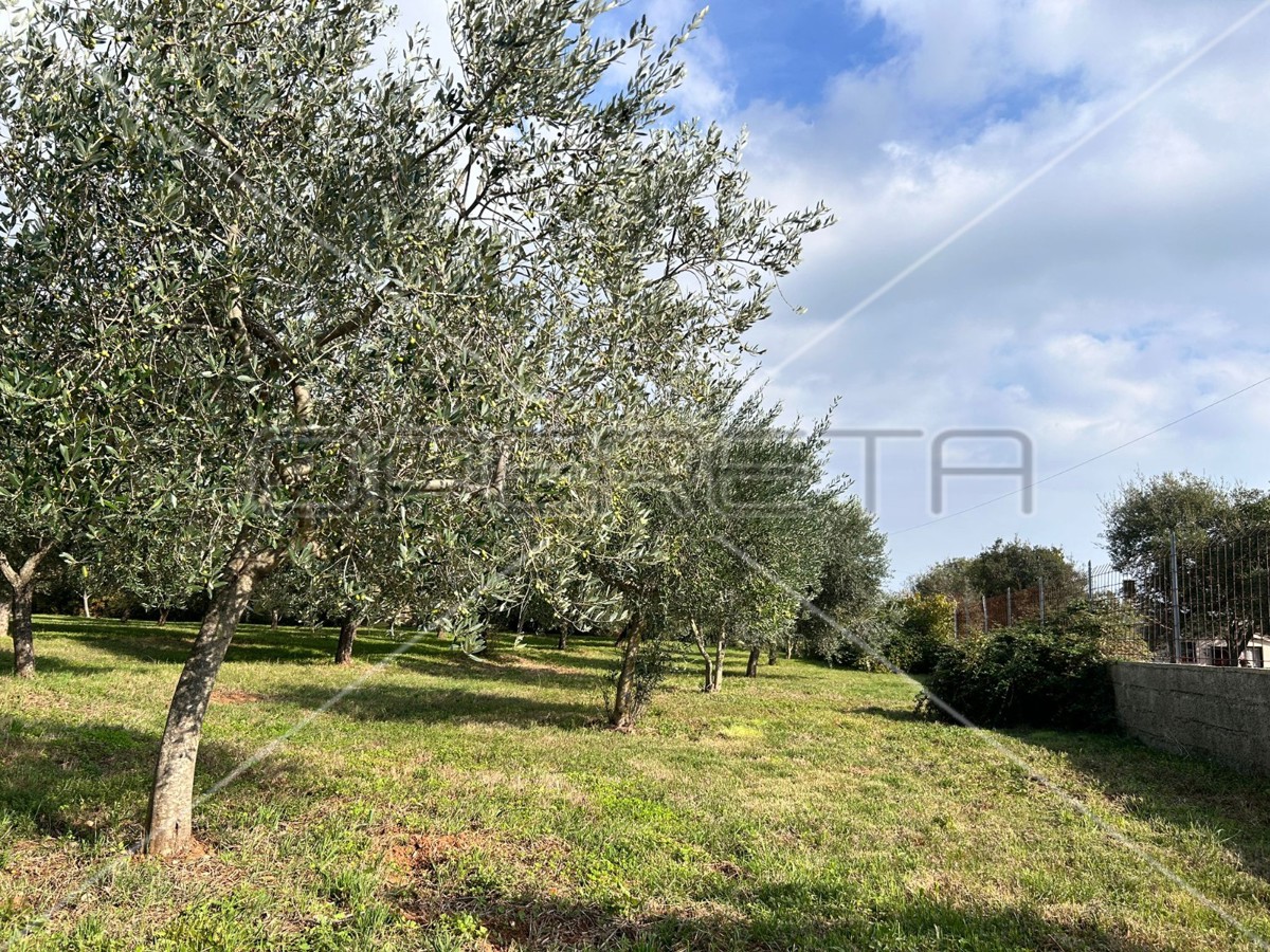 Bellissimo e ben curato uliveto a Medolino di 2039m2
