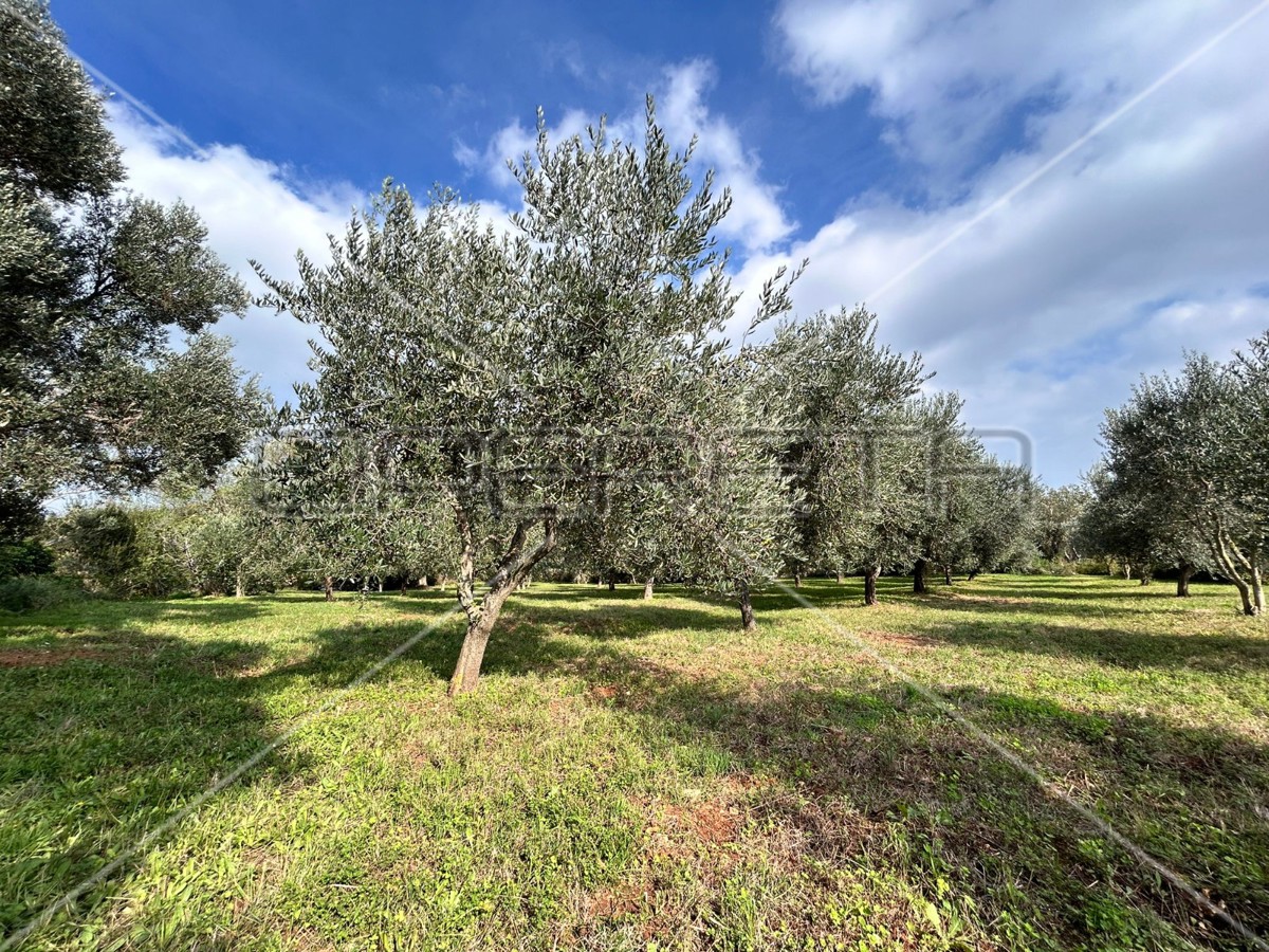 Bellissimo e ben curato uliveto a Medolino di 2039m2
