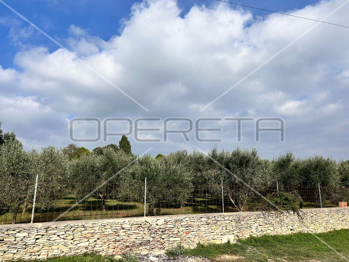 Bellissimo e ben curato uliveto a Medolino di 2039m2