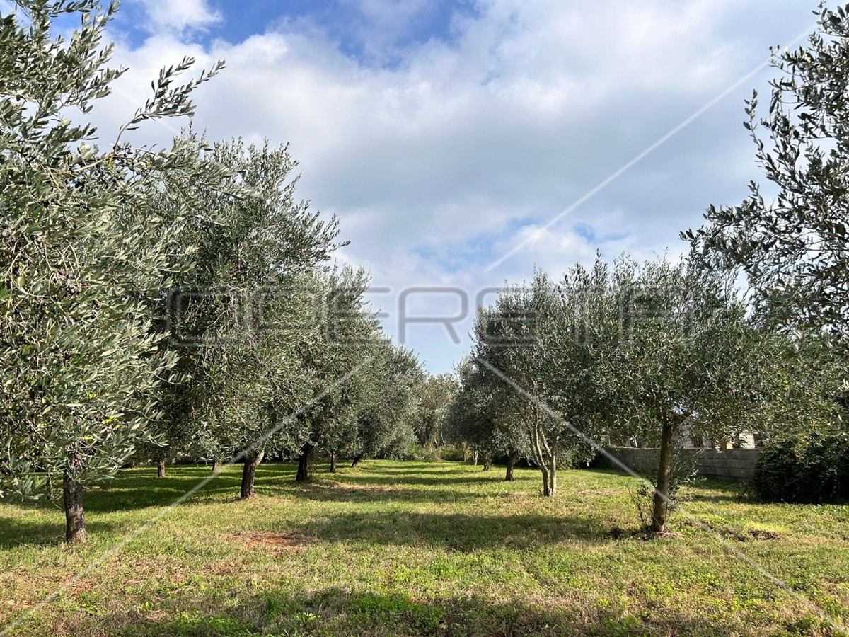 Bellissimo e ben curato uliveto a Medolino di 2039m2