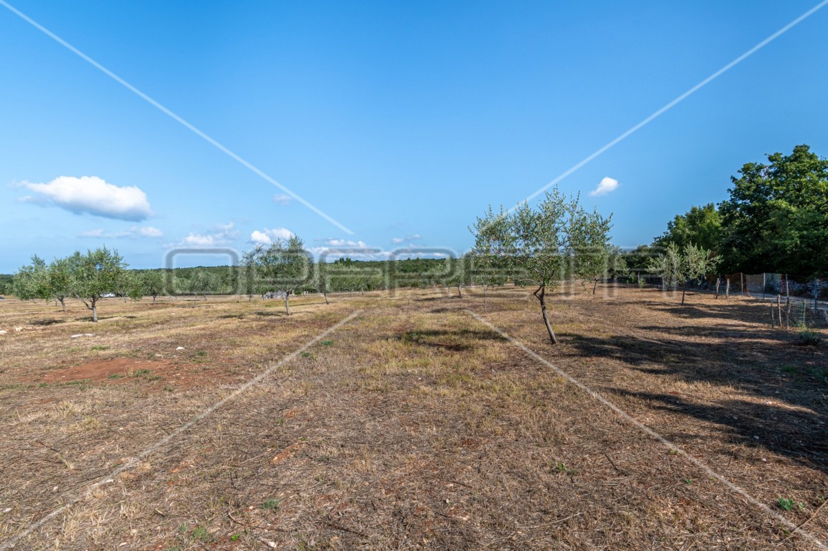 Meraviglioso uliveto vicino a Peroja con vista mare e acqua, potenziale per OPG e turismo!