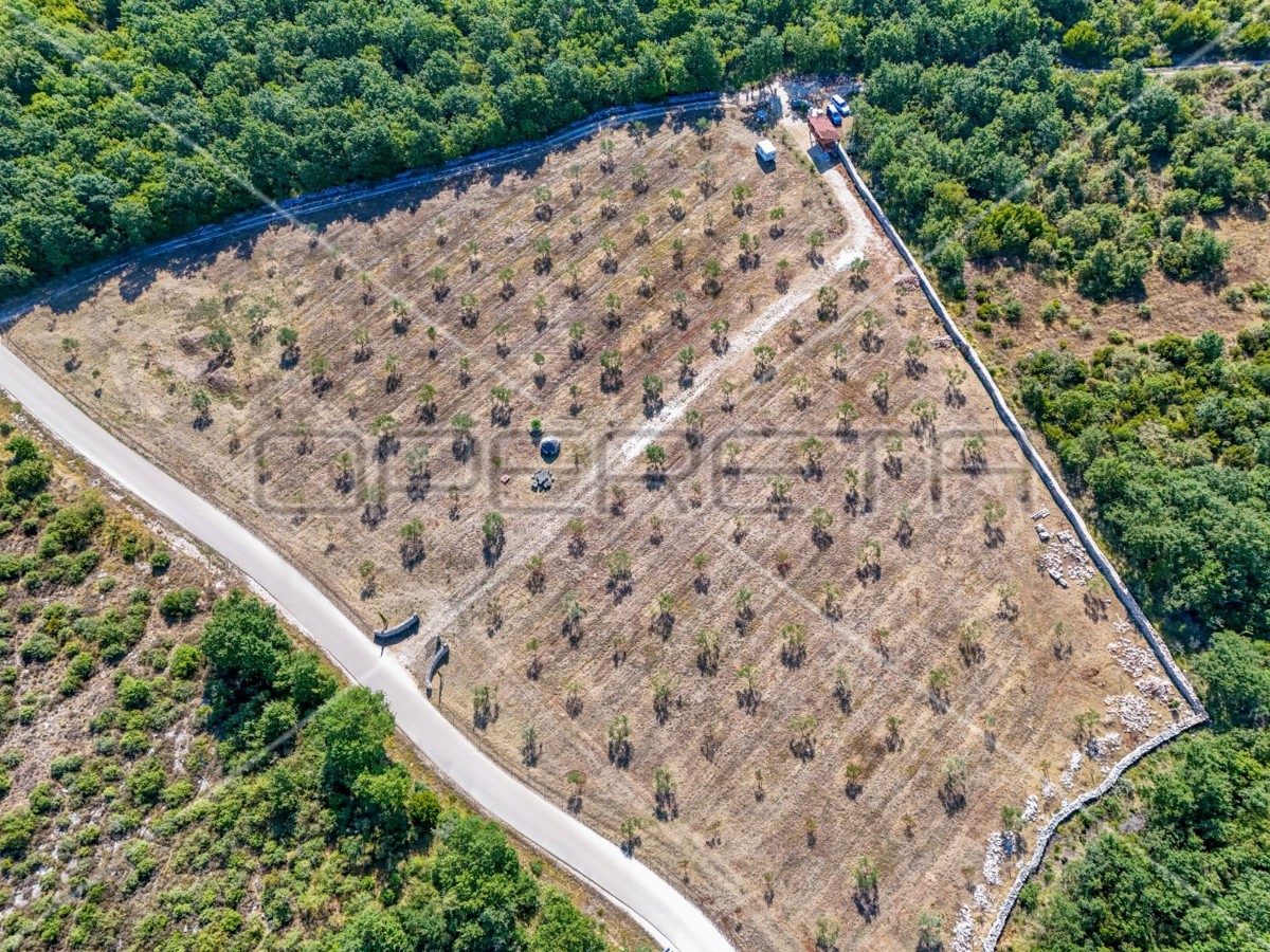 Meraviglioso uliveto vicino a Peroja con vista mare e acqua, potenziale per OPG e turismo!