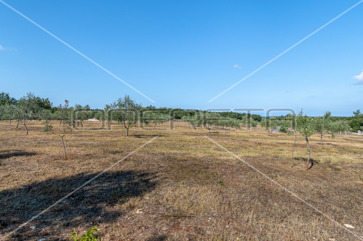 Meraviglioso uliveto vicino a Peroja con vista mare e acqua, potenziale per OPG e turismo!