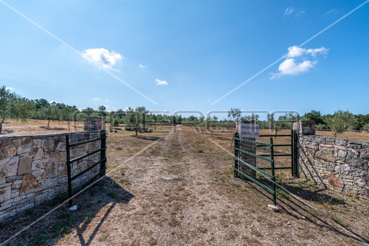 Meraviglioso uliveto vicino a Peroja con vista mare e acqua, potenziale per OPG e turismo!