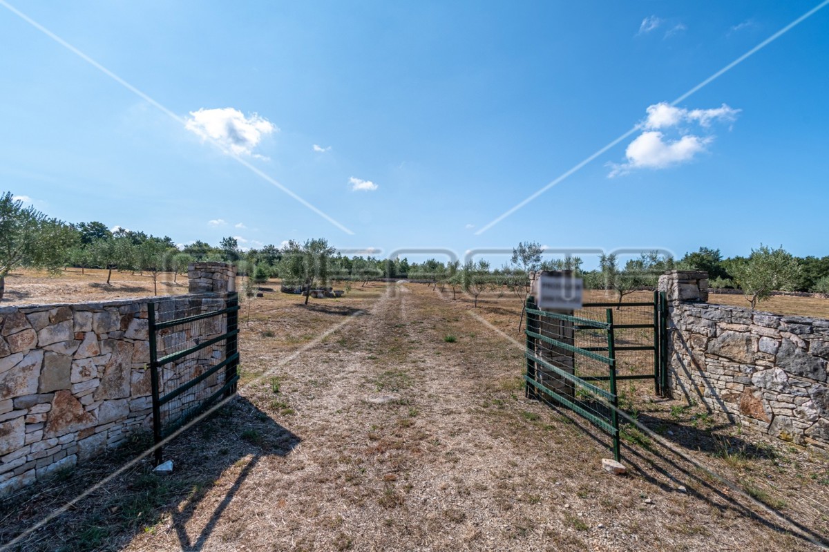 Meraviglioso uliveto vicino a Peroja con vista mare e acqua, potenziale per OPG e turismo!