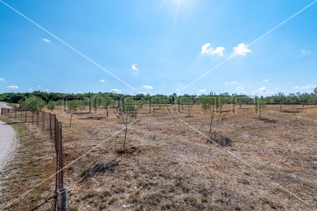 Meraviglioso uliveto vicino a Peroja con vista mare e acqua, potenziale per OPG e turismo!