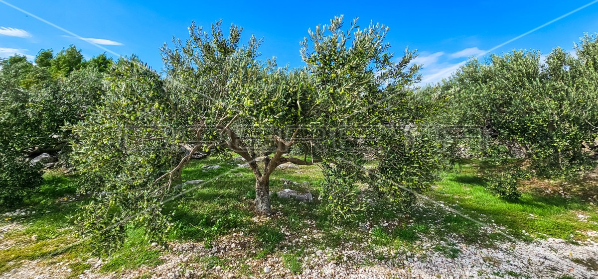 Opportunità unica, terreno agricolo con vista mare, 12.938 m²