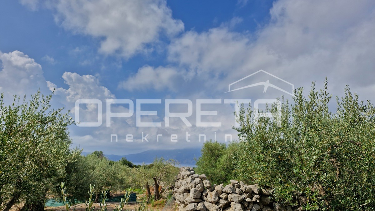 IN VENDITA: ULIVETO CON VISTA MARE – IDEALE PER INVESTIMENTO E TURISMO SOSTENIBILE