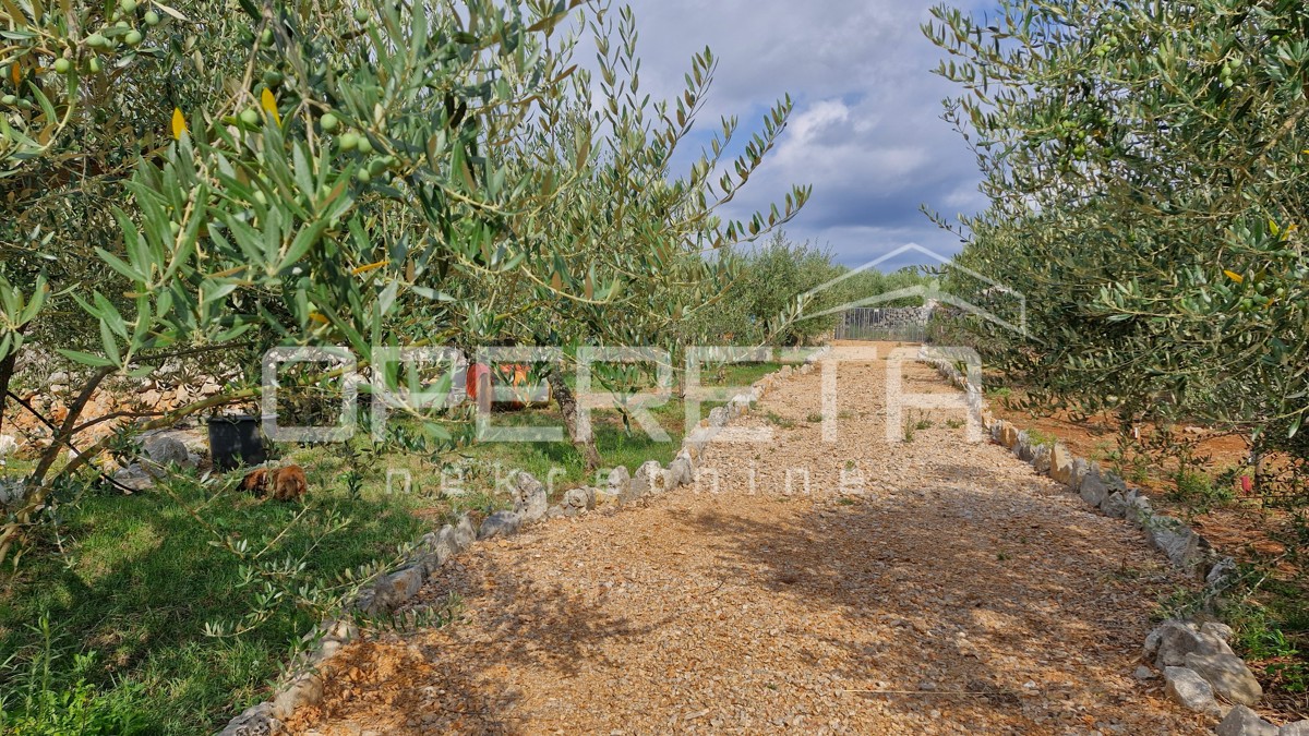 IN VENDITA: ULIVETO CON VISTA MARE – IDEALE PER INVESTIMENTO E TURISMO SOSTENIBILE