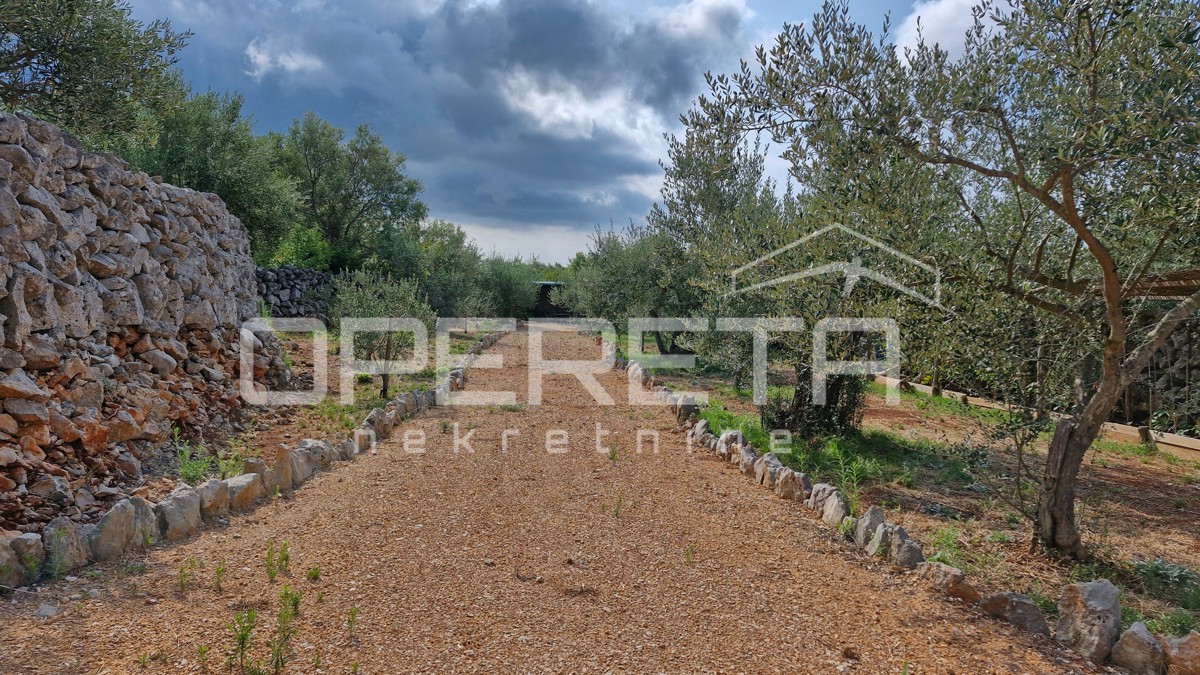 IN VENDITA: ULIVETO CON VISTA MARE – IDEALE PER INVESTIMENTO E TURISMO SOSTENIBILE