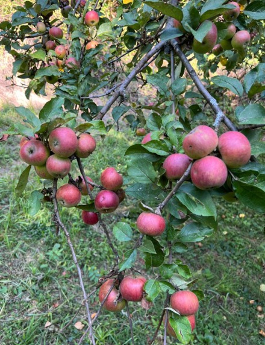 Vendita, Casa, Gornja Voća, Gornja Voća, Indipendente, 78m2