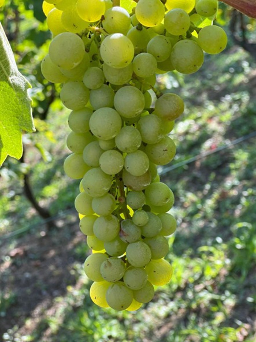 Vendita, Casa, Gornja Voća, Gornja Voća, Indipendente, 78m2