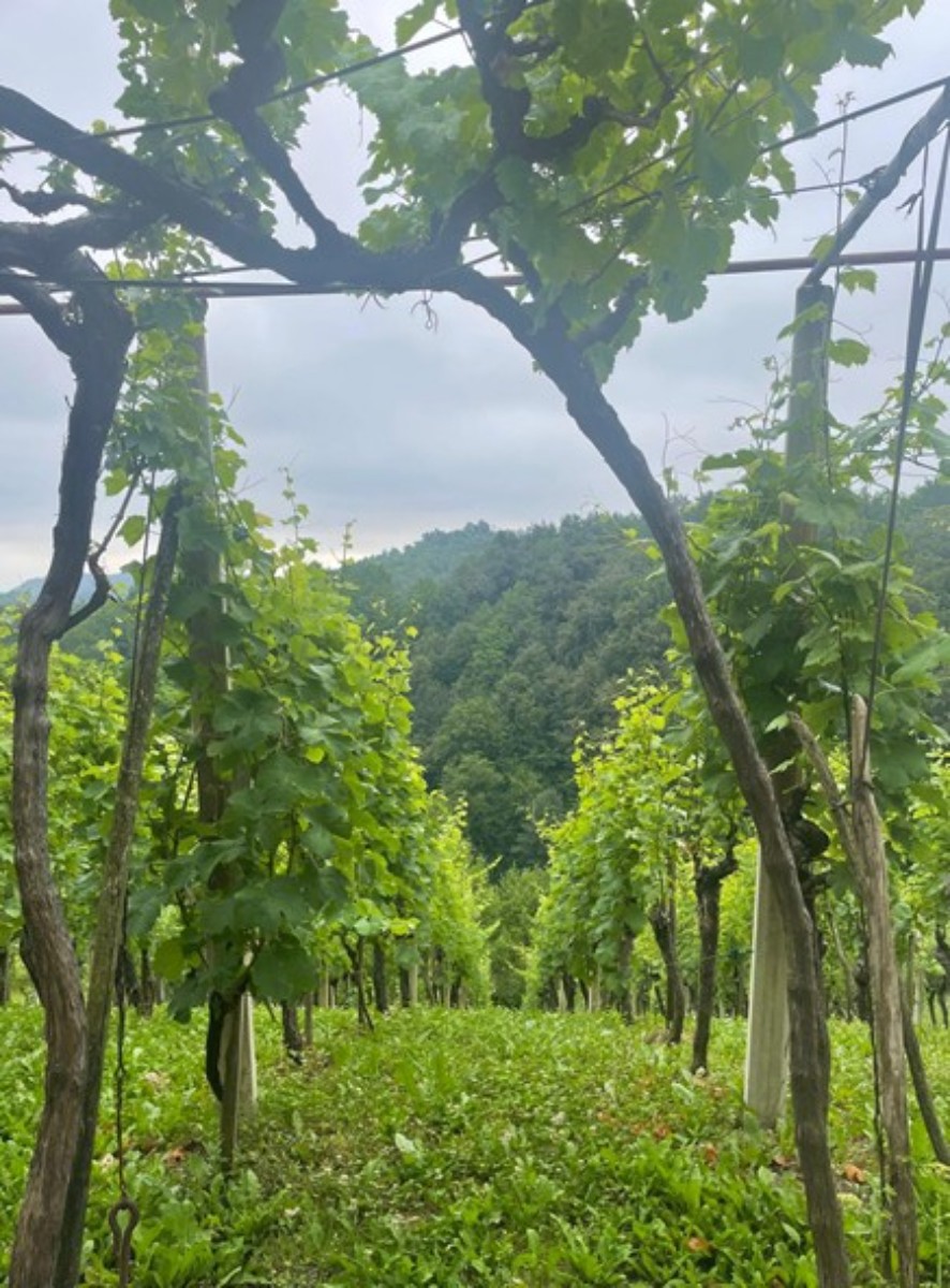 Vendita, Casa, Gornja Voća, Gornja Voća, Indipendente, 78m2