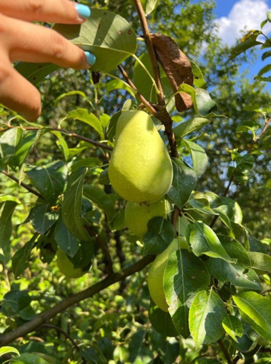 Vendita, Casa, Gornja Voća, Gornja Voća, Indipendente, 78m2