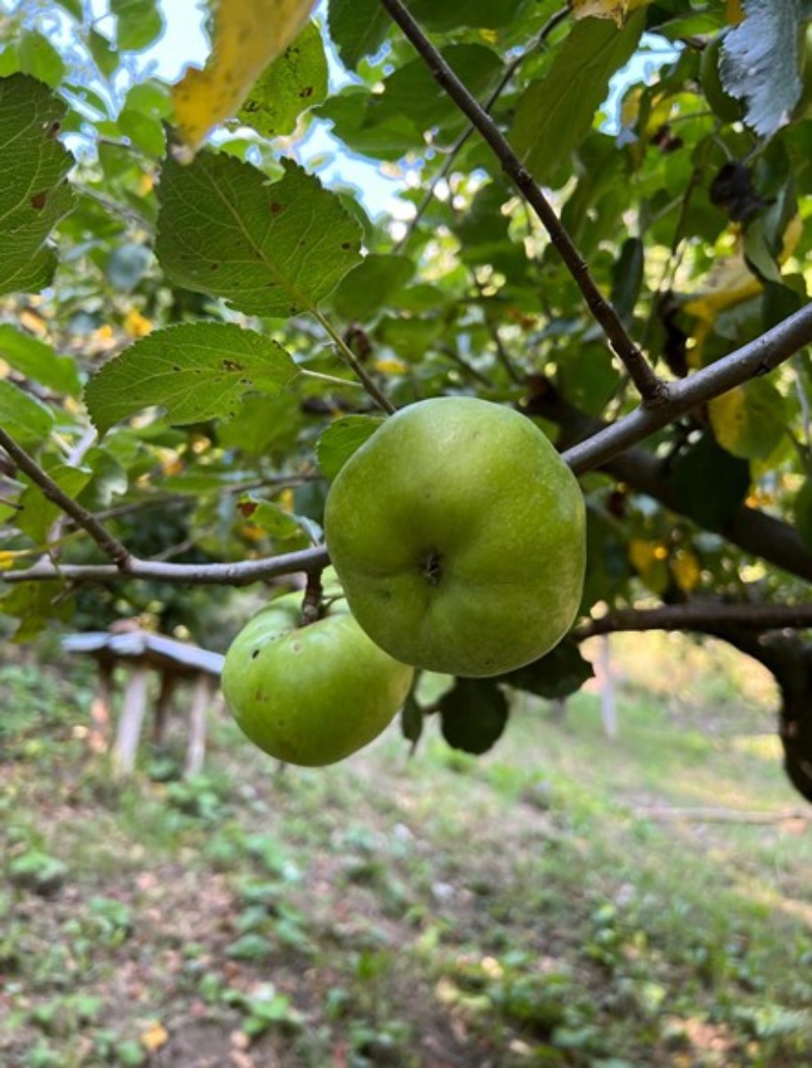 Vendita, Casa, Gornja Voća, Gornja Voća, Indipendente, 78m2