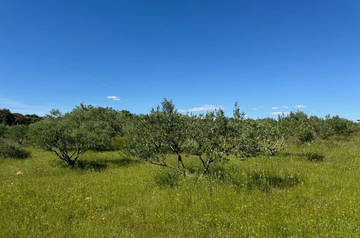 Terreno edificabile con permesso nel progetto, Pinezići