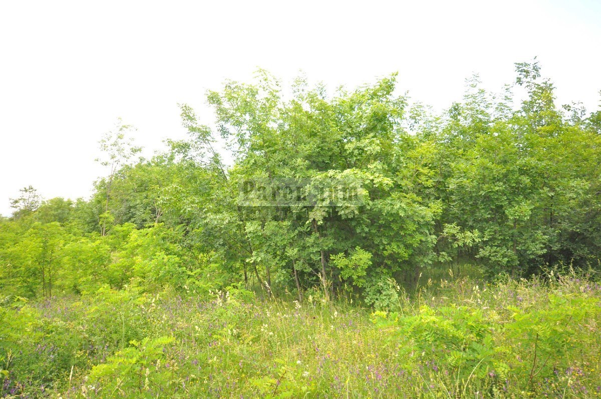 Scopo commerciale - terreno tra Rovigno e Canfanaro