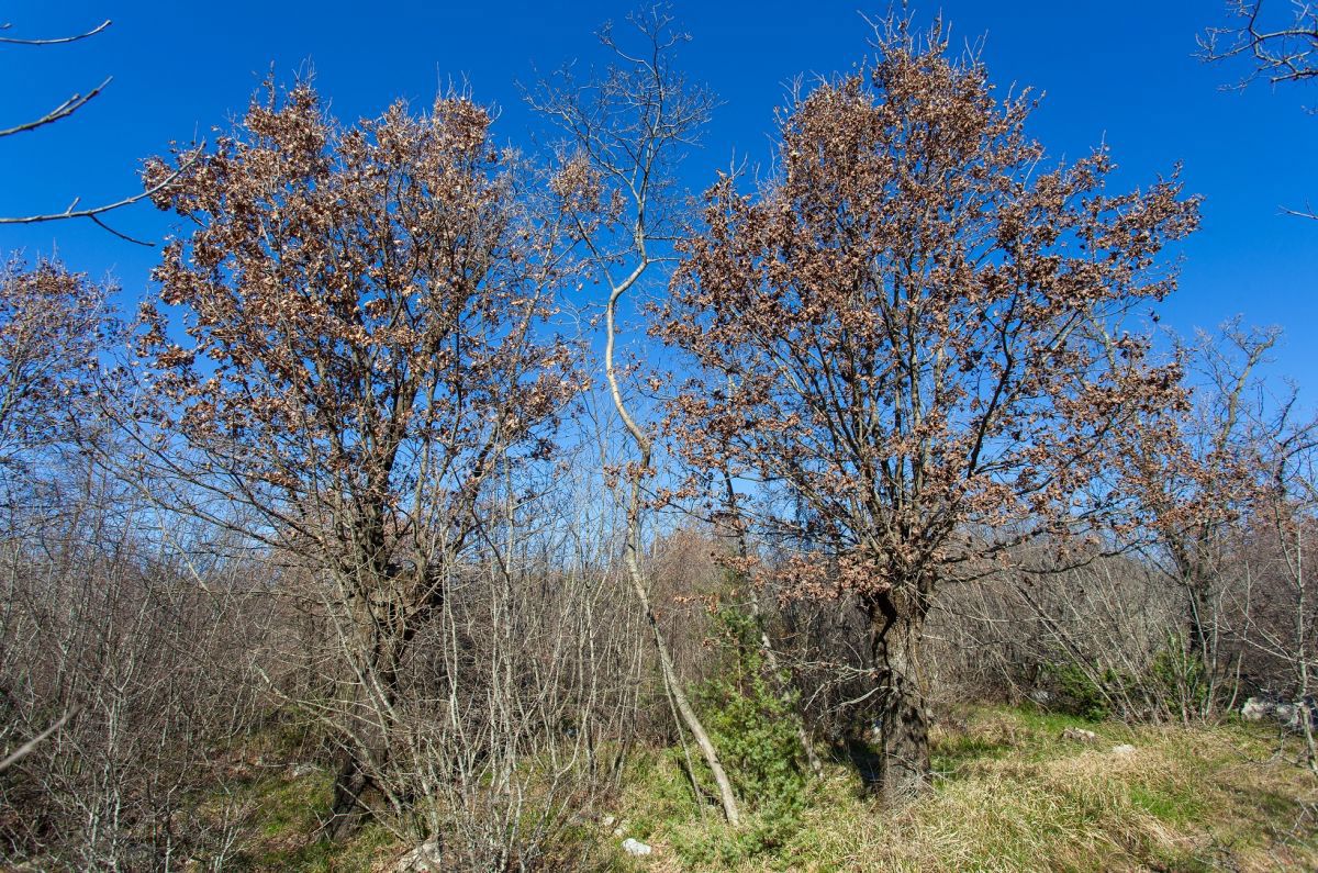 Terreno agrario, per la vendita, Città diKrk, Croazia, 46116 m2, 570.000,00 EUR