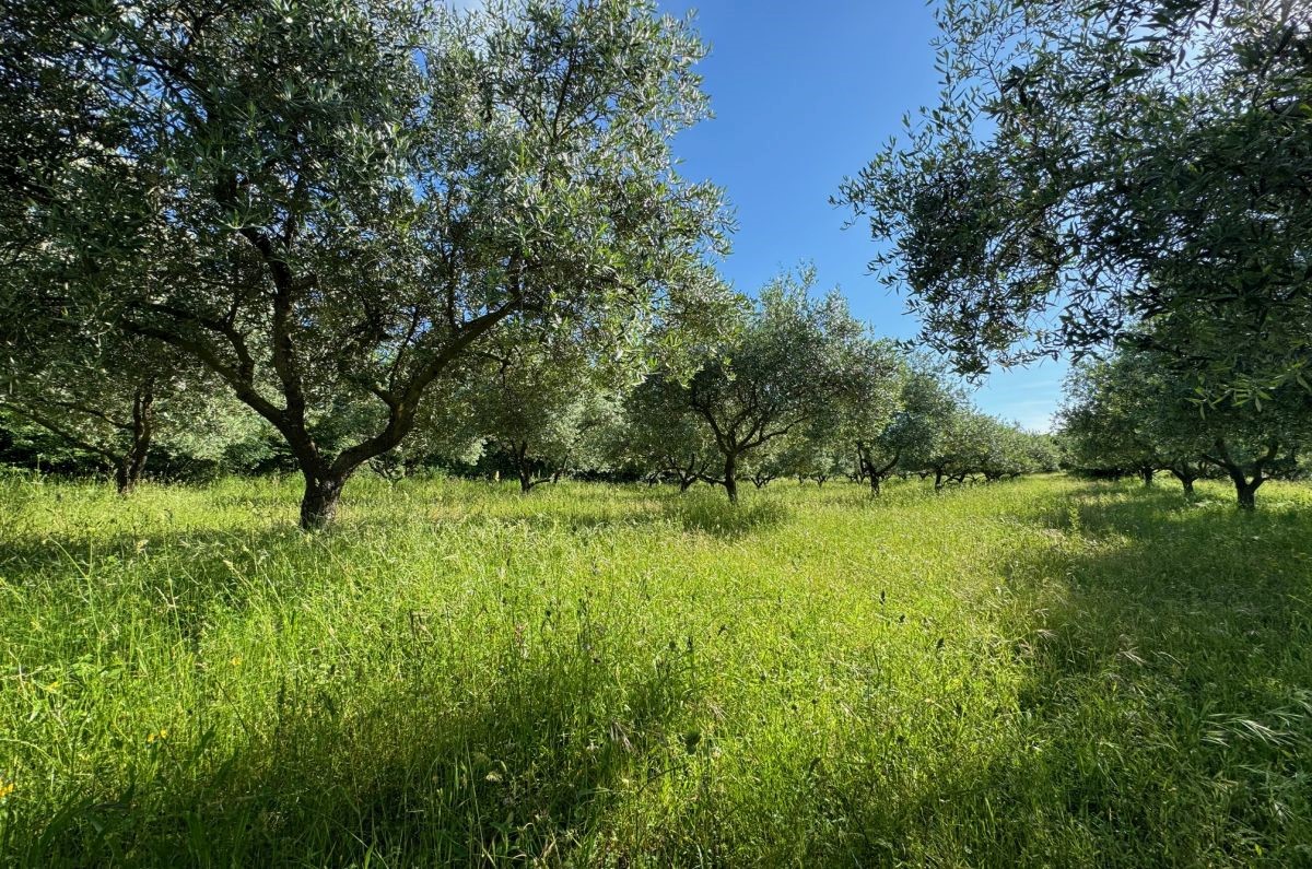 Terreno agrario, per la vendita, Città diKrk, Croazia, 24399 m2, 630.000,00 EUR