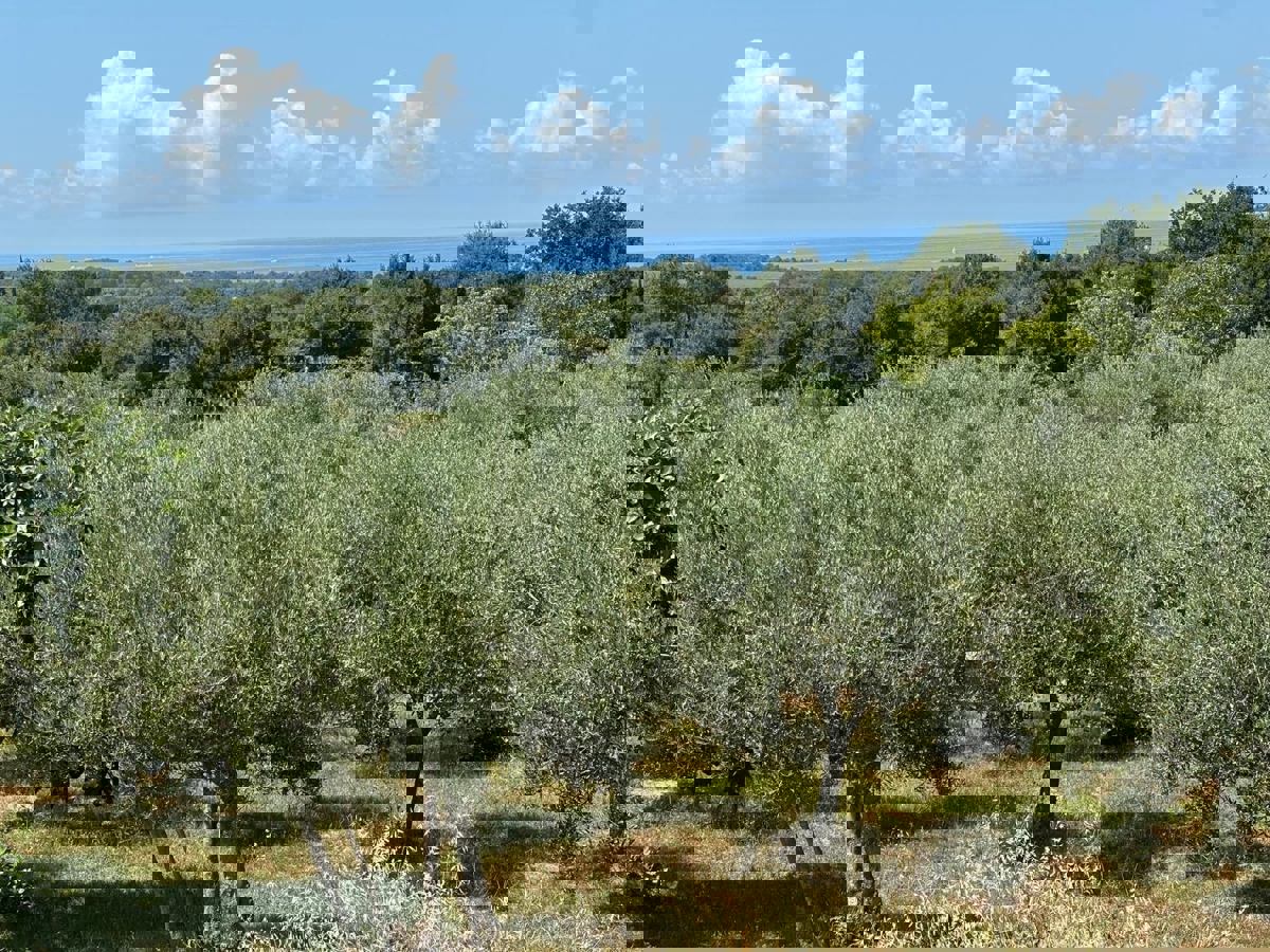 VABRIGA - TERRENO EDIFICABILE VISTA MARE IN VENDITA