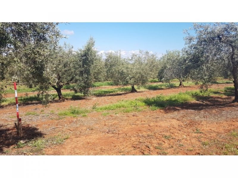 VABRIGA- LANTERNA OLIVETO CON 290 OLIVI IN VENDITA