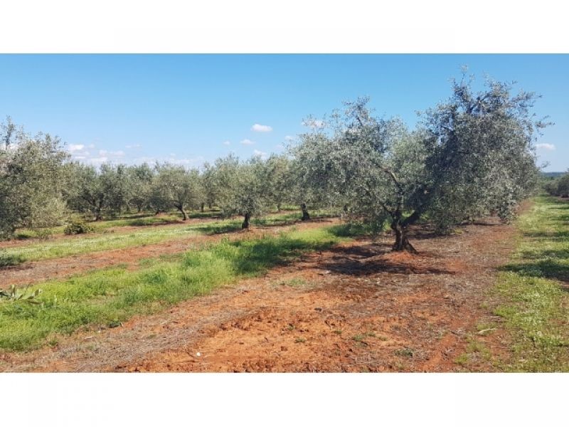 VABRIGA- LANTERNA OLIVETO CON 290 OLIVI IN VENDITA