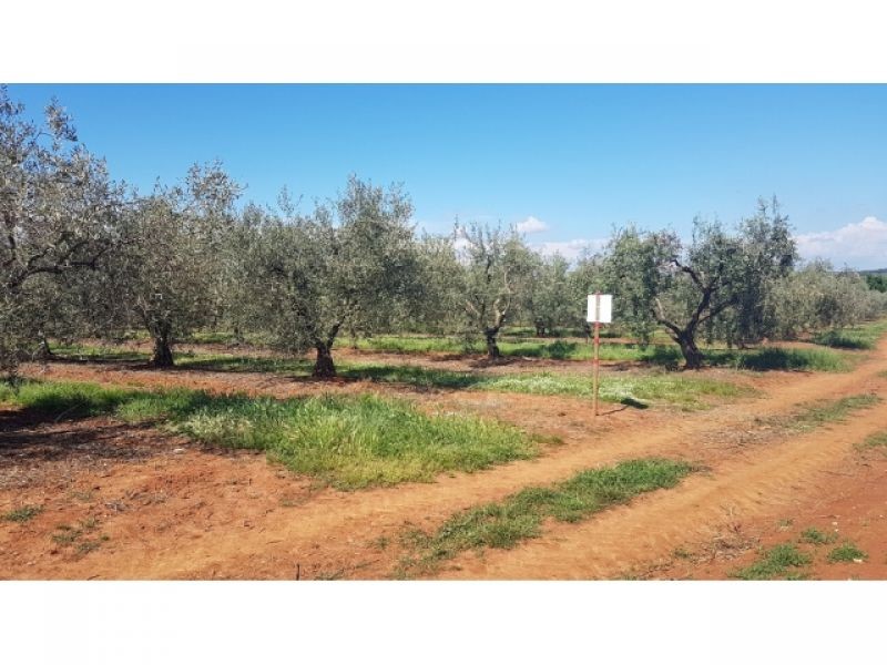 VABRIGA- LANTERNA OLIVETO CON 290 OLIVI IN VENDITA