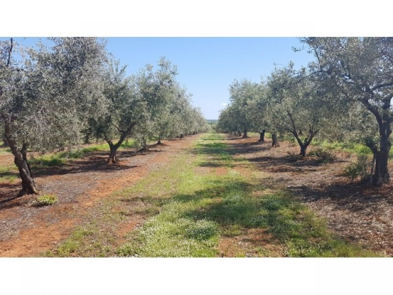 VABRIGA- LANTERNA OLIVETO CON 290 OLIVI IN VENDITA