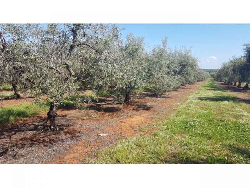 VABRIGA- LANTERNA OLIVETO CON 290 OLIVI IN VENDITA