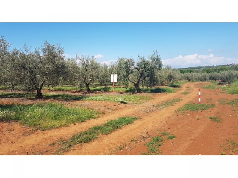 VABRIGA- LANTERNA OLIVETO CON 290 OLIVI IN VENDITA