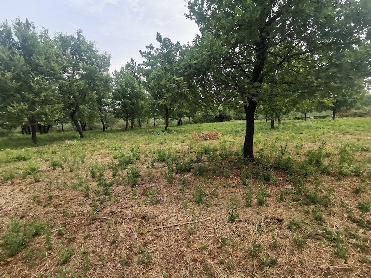 TAR - TERRENO IN VENDITA